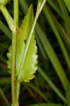 Rattlesnakemaster